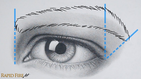 Draw male eyebrow outline