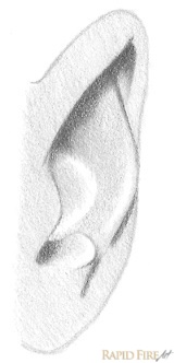 how-to-draw-an-ear-from-the-front-step-9